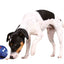 Trixie Snackbal Kunststof Blauw