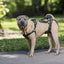 Solvit Petsafe Carelift Voor En Achter
