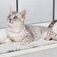 Trixie Ligmat Harvey Voor Kast Wit-Zwart