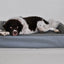 Bia Bed Kunstleer Hoes Hondenmand Grijs