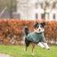 Trixie Citystyle Hondentrui Sweatshirt Amsterdam Saliegroen