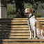 Morso Hondenriem Gerecycled Full Metal Dog Bruin