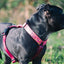Morso Hondentuig H-Tuig Gerecycled Pink Think Roze