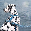 Morso Hondenriem Verstelbaar Gerecycled Splash Blauw