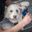 Mikki Doodle Grooming Kit Met Kam En Slickerborstel