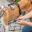 Trixie Paniekadapter Stay Voor Tuigen Zwart
