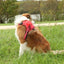 Zolux Easyride Hondentuig Rood